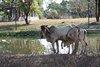 (FS) 20120111 - 0147 - Thailand