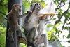 20130505 - Malaysia & Thailand - 21