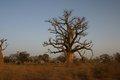 20080409 - 0059 - Mali