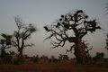 20080409 - 0064 - Mali