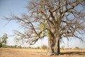 20080409 - 0071 - Mali