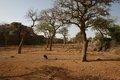 20080409 - 0326 - Mali