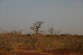 20080409 - 0057 - Mali