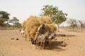 20080409 - 0508 - Mali