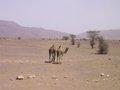 20080409 - 0693g - Mali