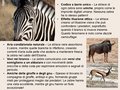 Diapositiva069