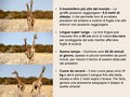 Diapositiva074