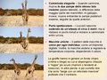 Diapositiva075